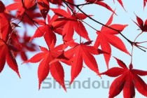 龙芽草什么科，龙芽草