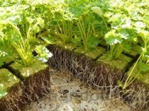 中草药种植可行性报告怎么写范文，中草药种植可行性报告