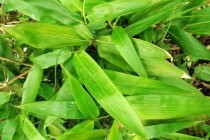 世界上最粗的箬竹世界最粗的植物