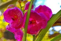 铁皮石斛花图片，石斛花图片