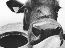 近代中国最牛女人是，中国近代最杰出的女性