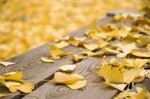 2024年内蒙古大学在广东计划招生人数（附学费及专业录取分）