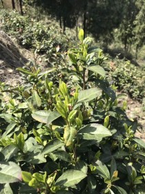 我国领土的最北端、最南端、最东端、最西端分别在什么地方？（中国 最北端）