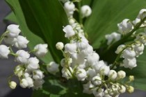 黄蜀葵花，黄蜀葵花总黄酮口腔贴片说明书
