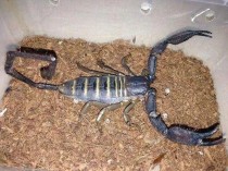 成都羊蝎子十大排名店,成都羊蝎子哪家店好吃吗