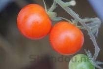芬必得为啥2小时才起效，芬必得为什么不能超过5天