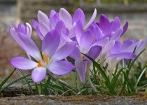 藏红花的正确泡水方法，藏红花的正确泡水方法一天喝几次