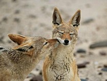 世界上最神秘未知物种,世界十大未解的不明生物