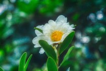 最淡雅的花是什么花，世界上最淡雅的壁纸