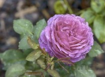 玫瑰花苗多少钱一株，玫瑰花