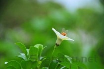 荆芥俗名叫什么，荆芥图片大全高清图片