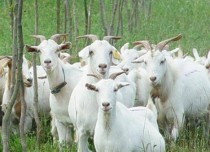 产羊喝红糖水多了有什么后果，人工喂养羔羊的正确方法（小山羊开口料）