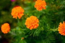 中药材种植合作与加盟，中药材种植合作与加盟的区别