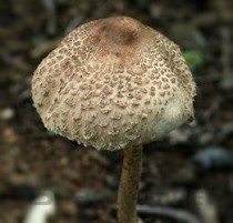 奥利司他胶囊减肥骗局，奥利司他胶囊减肥减肥原理