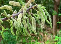 世界上味道最咸的植物世界上最有“味道”的树