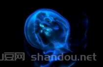 全球顶级水族用品品牌，世界前十水族企业有哪些