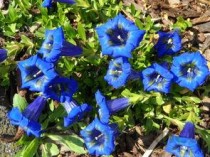 连花清瘟生产厂家上市公司，连花清瘟生产厂家3个