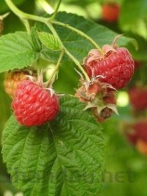 石斛正常多少钱一斤，石斛正常多少钱一斤干货的