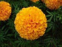 连花清瘟颗粒禁忌，连花清瘟颗粒禁忌 头孢 发烧