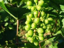 氨基葡萄糖胶囊功效及作用用量，氨基葡萄糖胶囊功效及作用