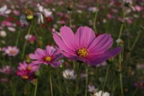 哪种花的花语是救赎，花语为希望救赎的花