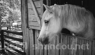 世界上最珍贵老鼠,最贵的老鼠,贵到令人发指