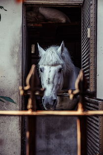 近代中国最牛女人是,中国近代最杰出的女性