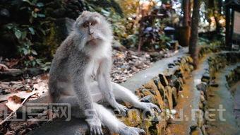 世界上最粗壮的阴茎,世界上最粗的图片