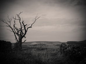 世界上最恐怖的桑葚,世界上最恐怖的树是谁