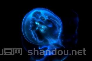 全球顶级水族用品品牌,世界前十水族企业有哪些