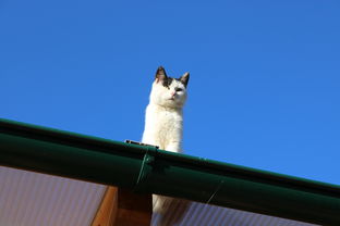 世界上最宠爱的猫咪,世界上最宠物