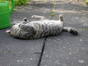 世界上最香的猫咪,世界上最香的猫咪排名