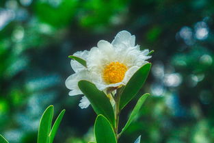 最淡雅的花是什么花,世界上最淡雅的壁纸